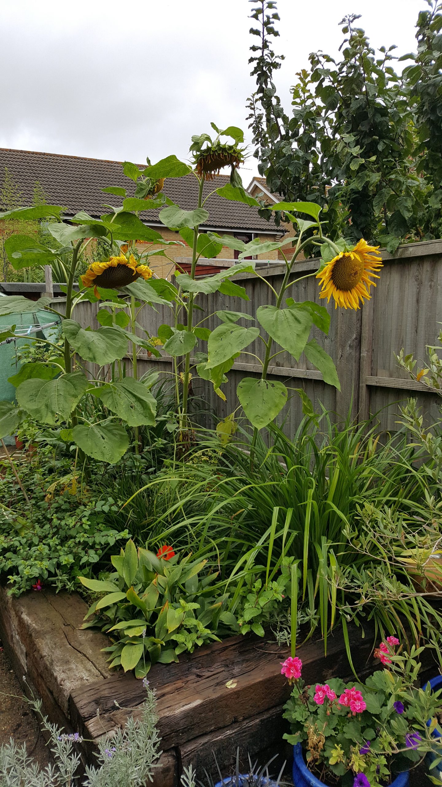 Raised Beds