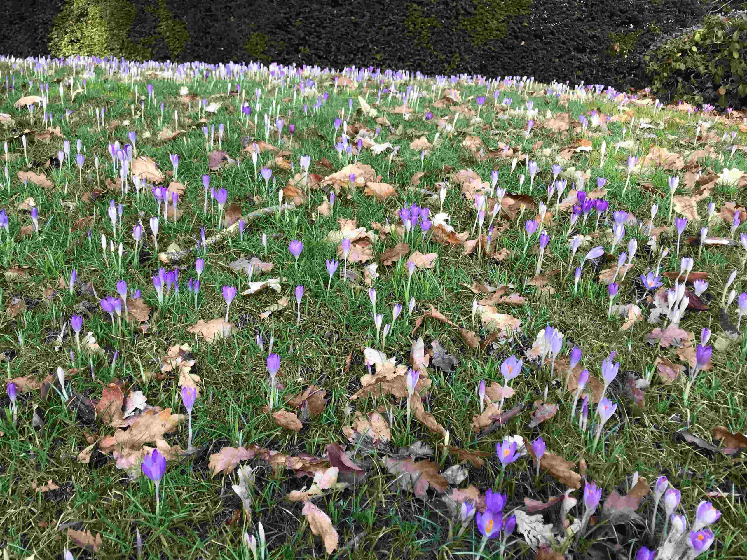 Plants & Places Blog