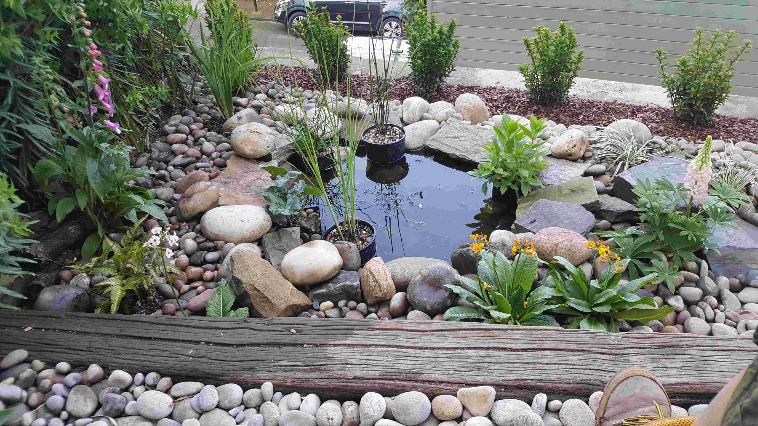 Wildlife Pond.. increasing biodiversity